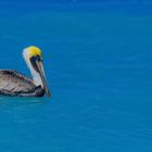 Carribeans Birds