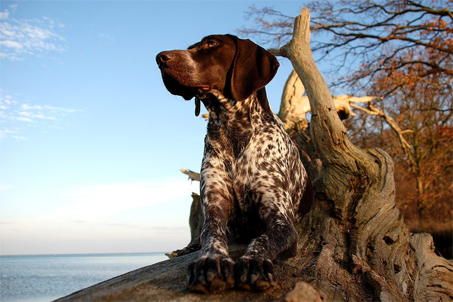 Carrie am Greifswalder Bodden I