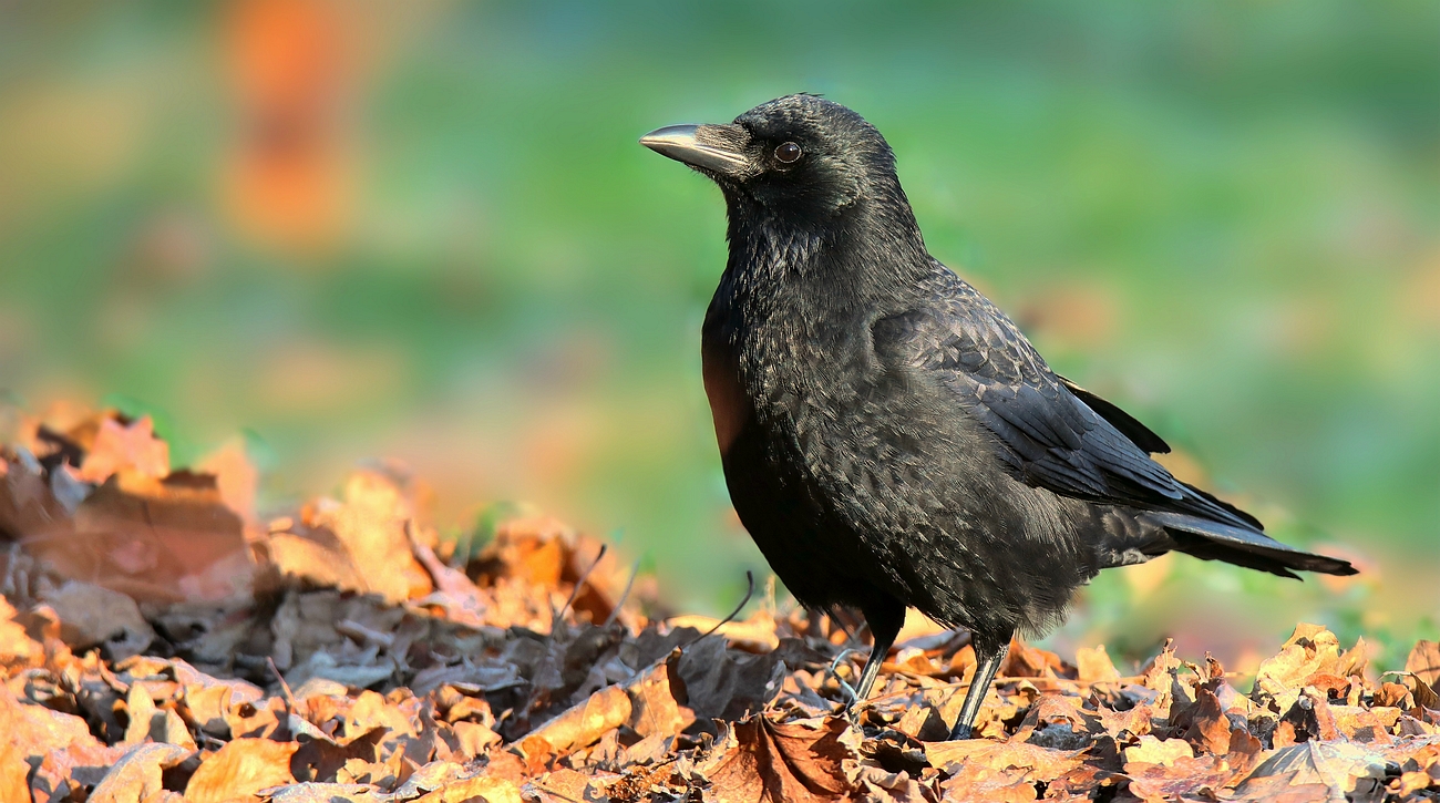 Carrion Crow