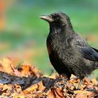 Carrion Crow