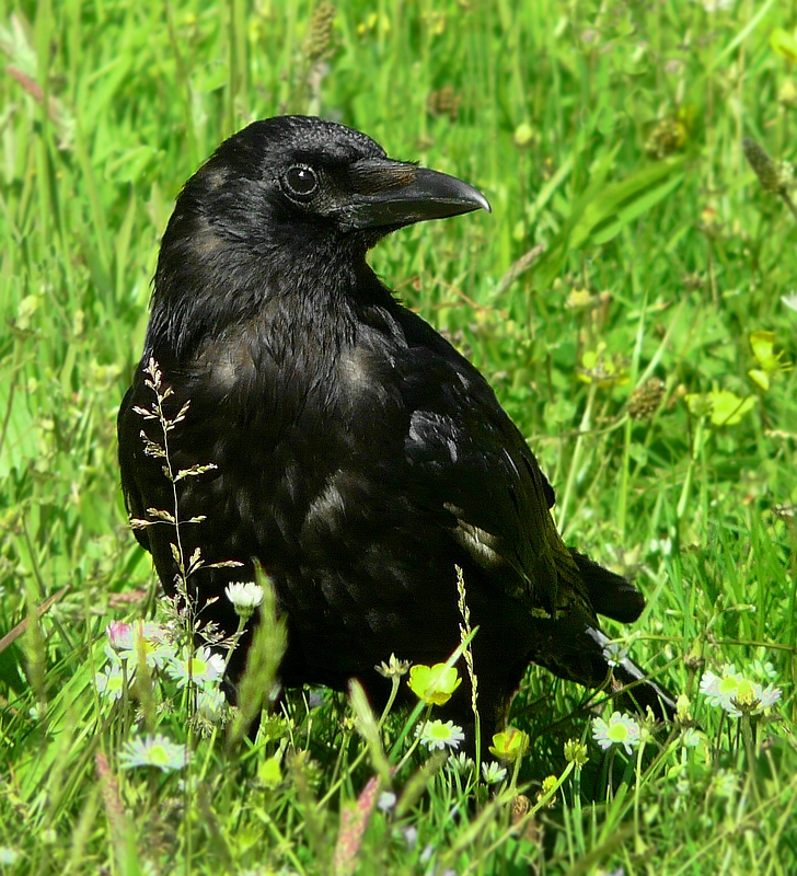 Carrion Crow