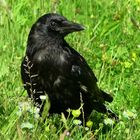 Carrion Crow