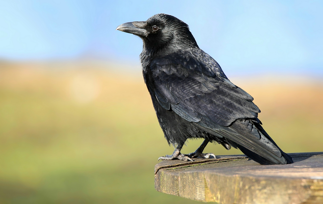 Carrion Crow