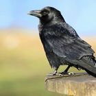 Carrion Crow