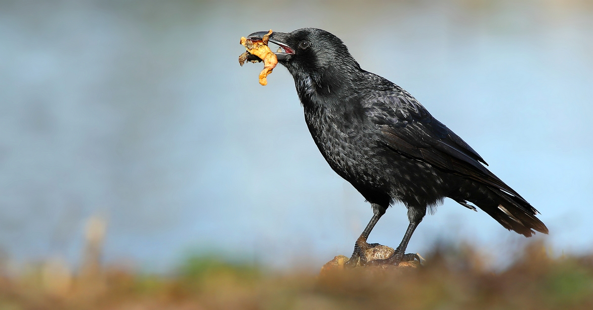 Carrion Crow