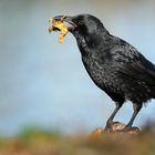 Carrion Crow