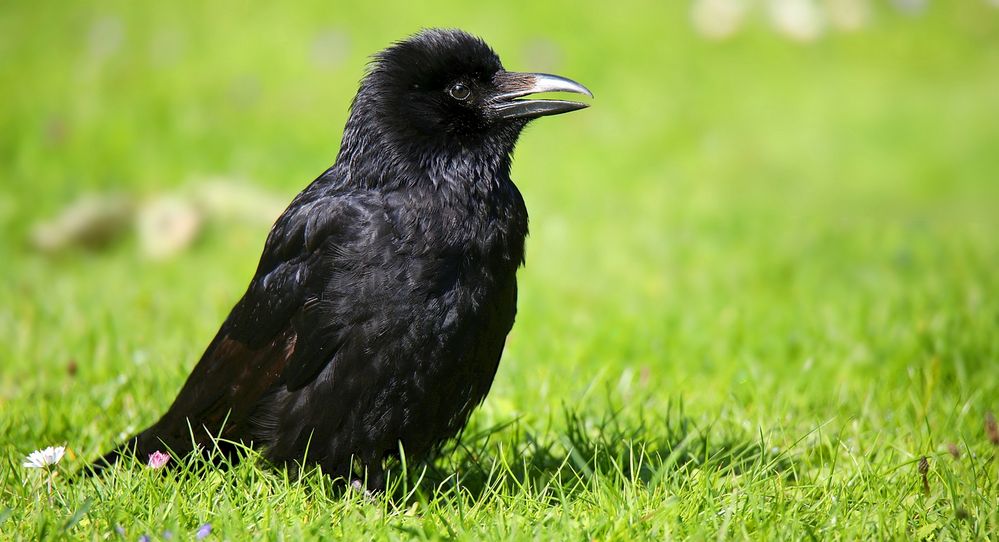 Carrion Crow (immature) 