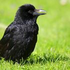 Carrion Crow (immature) 