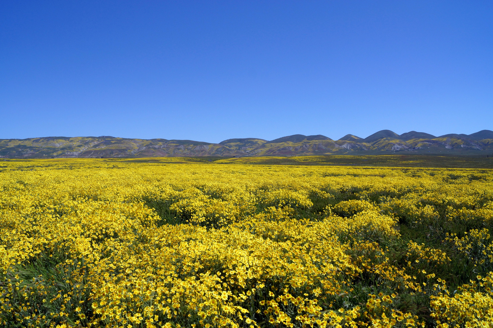 Carrizo Plain, CA - April 2017