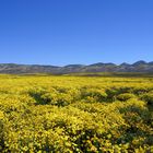 Carrizo Plain, CA - April 2017