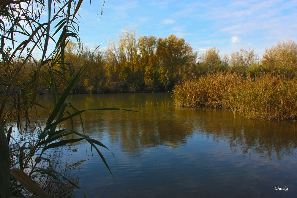 Carrizos en el río Segre