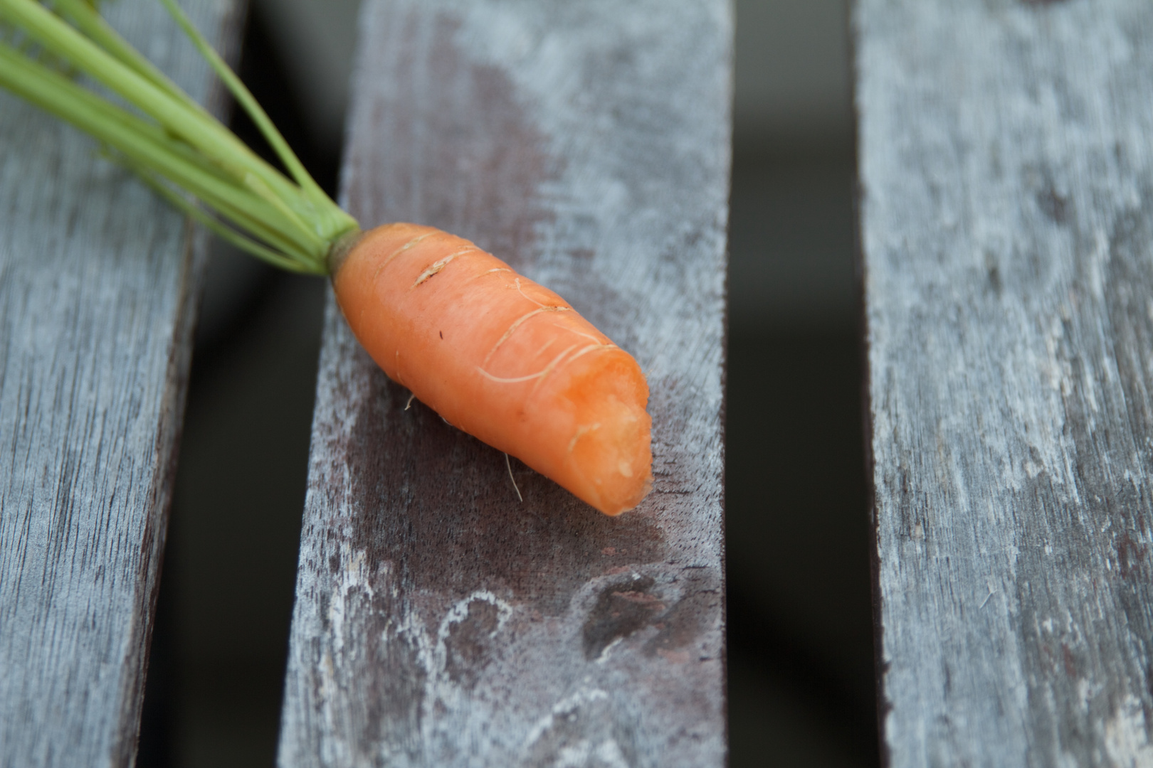 Carrot on balcony table -- Karotte auf Balkontisch