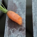 Carrot on balcony table -- Karotte auf Balkontisch