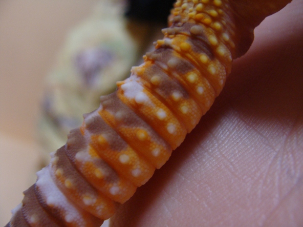 Carrottail Leopardgecko