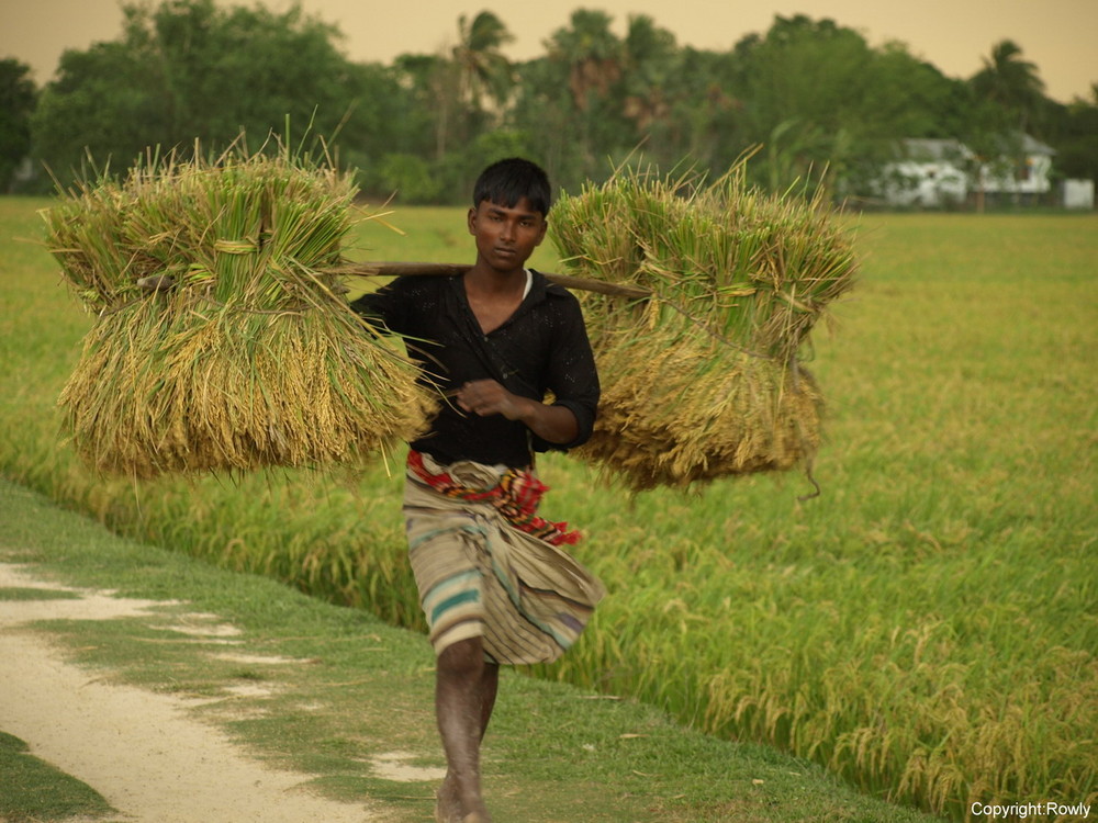 Carrying crop home