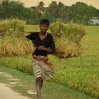 Carrying crop home