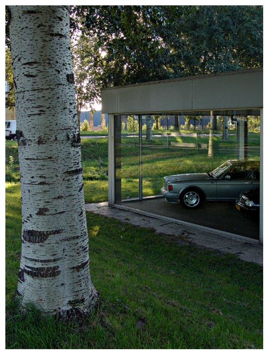 cars and trees #5