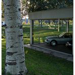 cars and trees #5