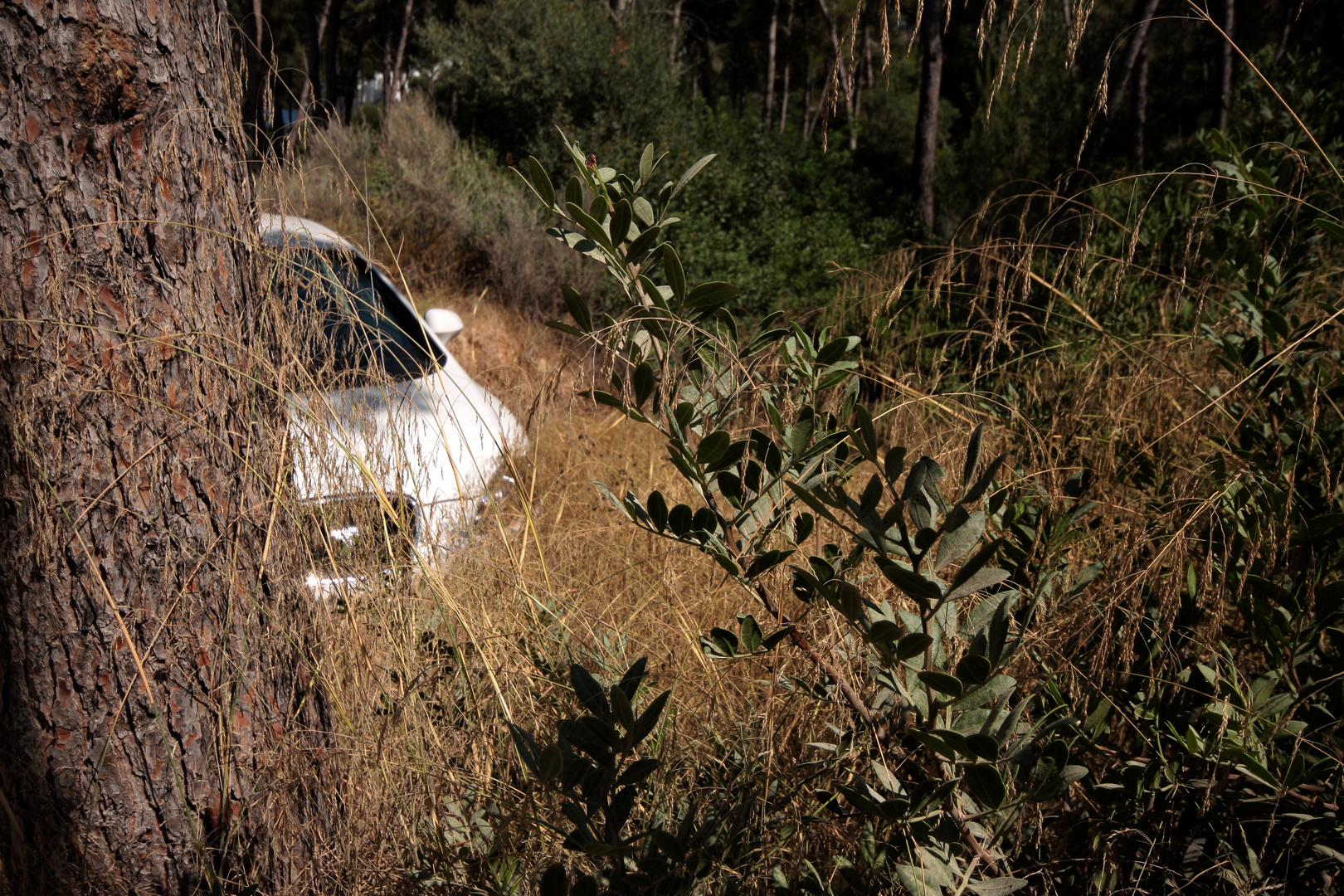 cars and trees