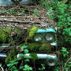 Cars in forest003