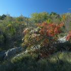 Carso autunnale 2