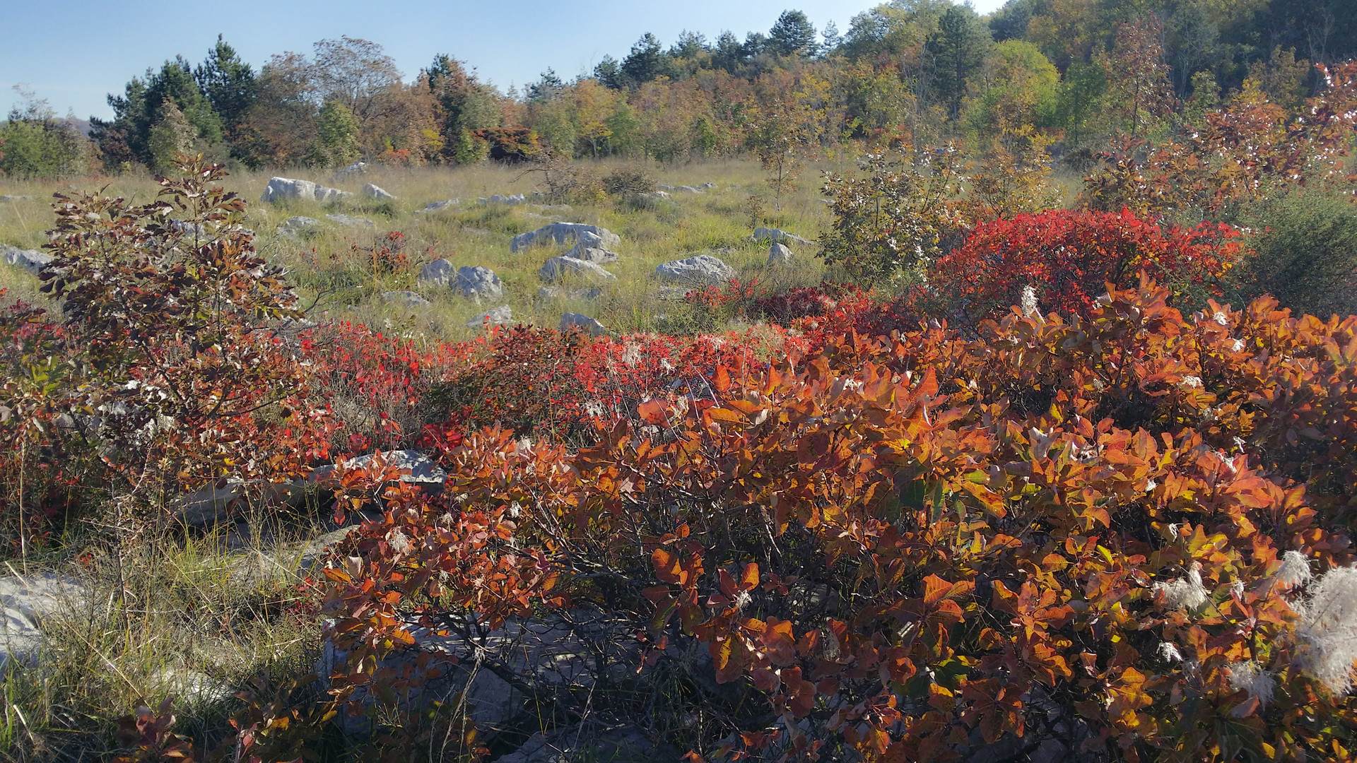 Carso d'autunno