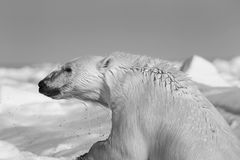 Carsten-Egevang-Polar-bear-Northwest-Greenland, mostra  Artico ultima frontiera 