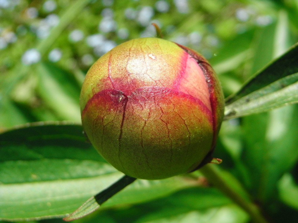 carte sanguine d' une pivoine en bouton