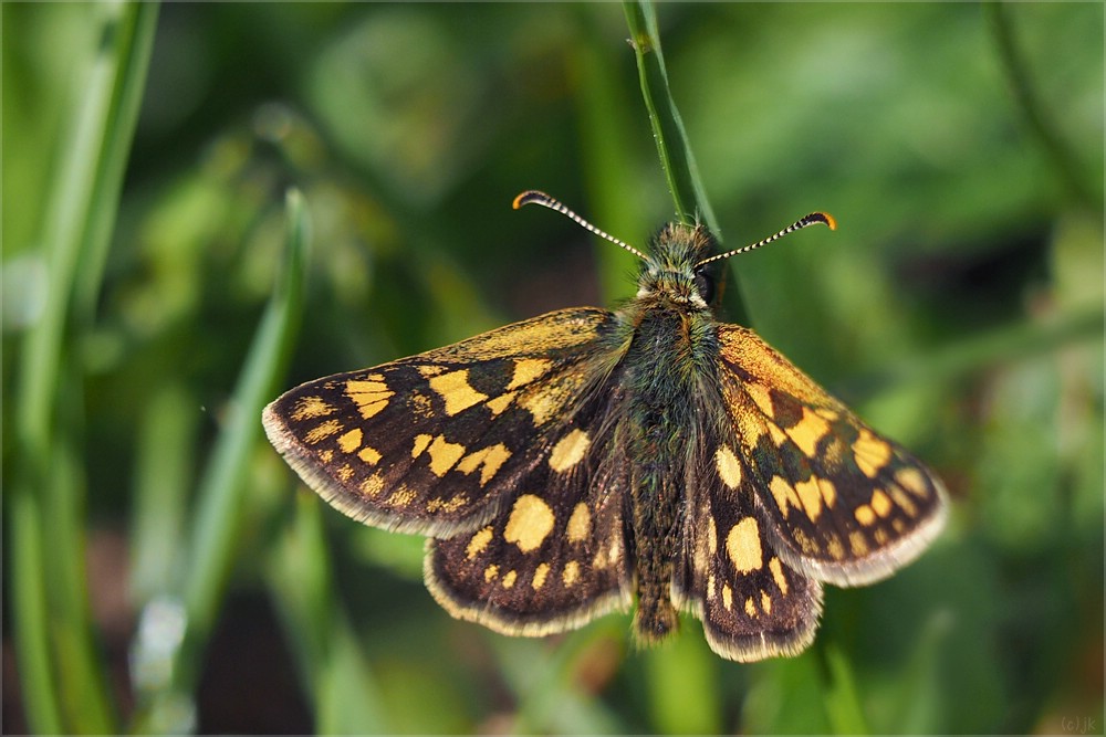 Carterocephalus palaemon