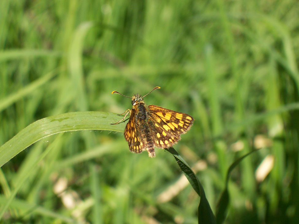 Carterocephalus palaemon