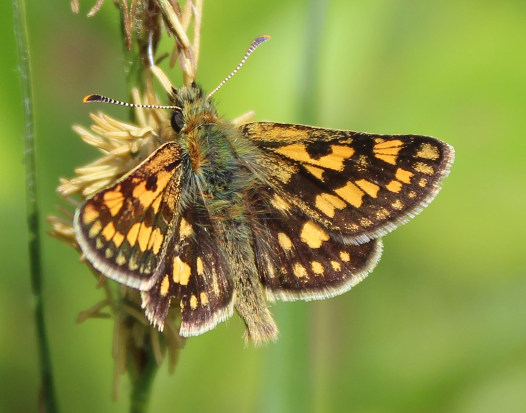 Carterocephalus palaemon