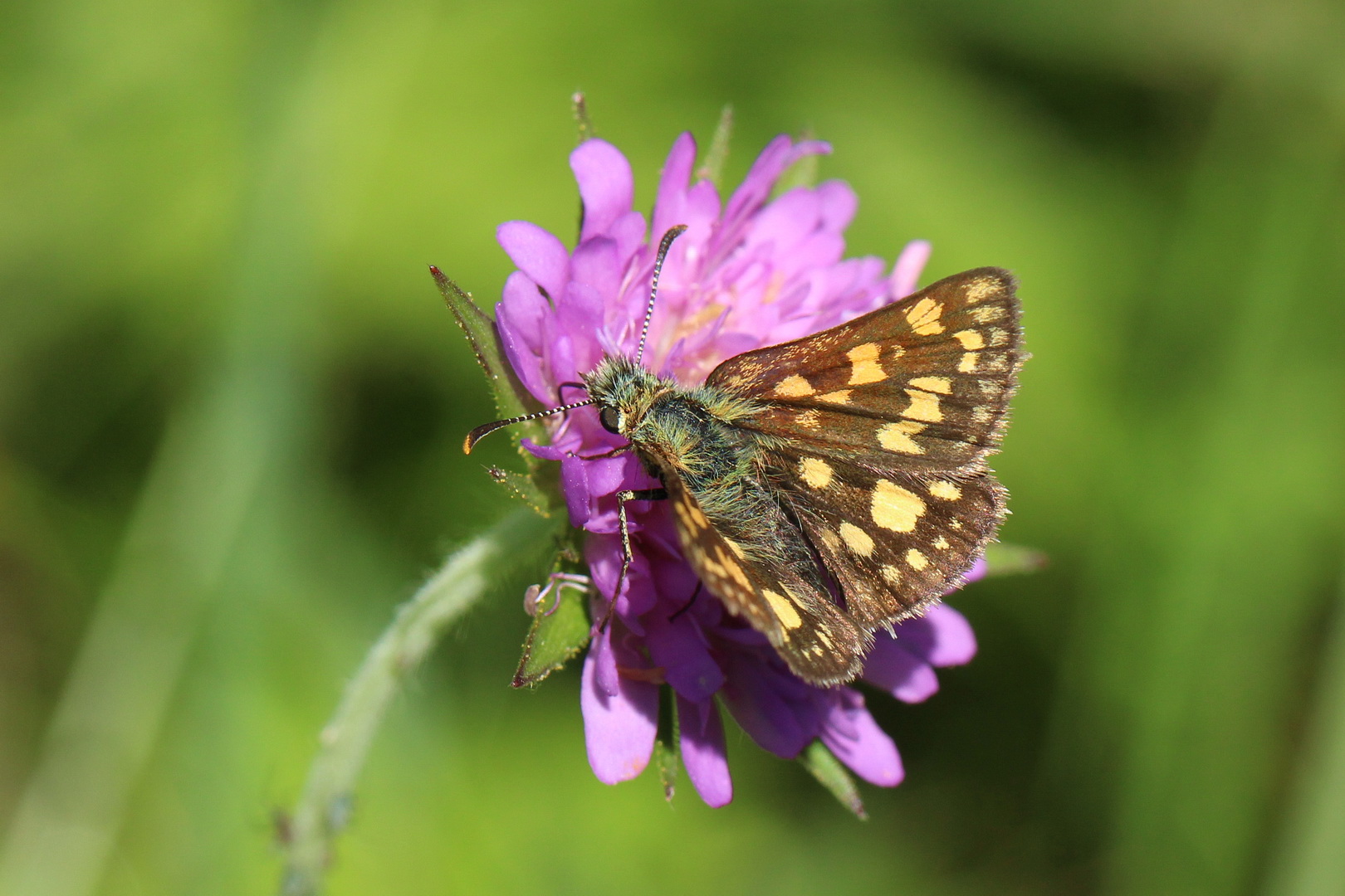 Carterocephalus palaemon