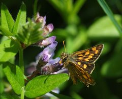 Carterocephalus palaemon