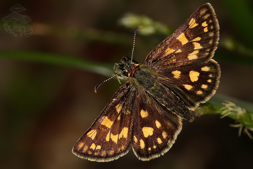 Carterocephalus palaemon - sumracnik skorocelovy