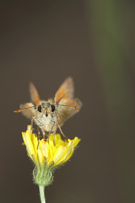 Carterocephalus silvicola