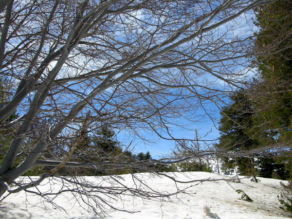 cartolina da Linguglossa, Etna