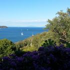 Cartolina dall' isola d' Elba