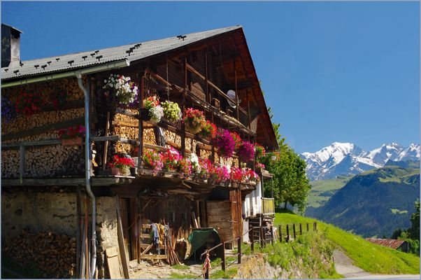 cartolina dalla savoia ...