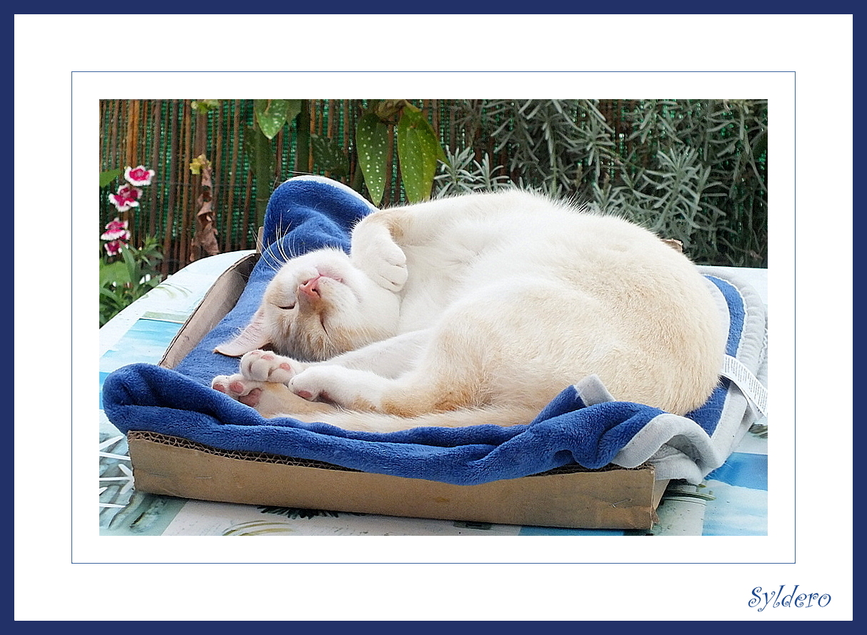 Carton.Chat.Couverture Bleue.