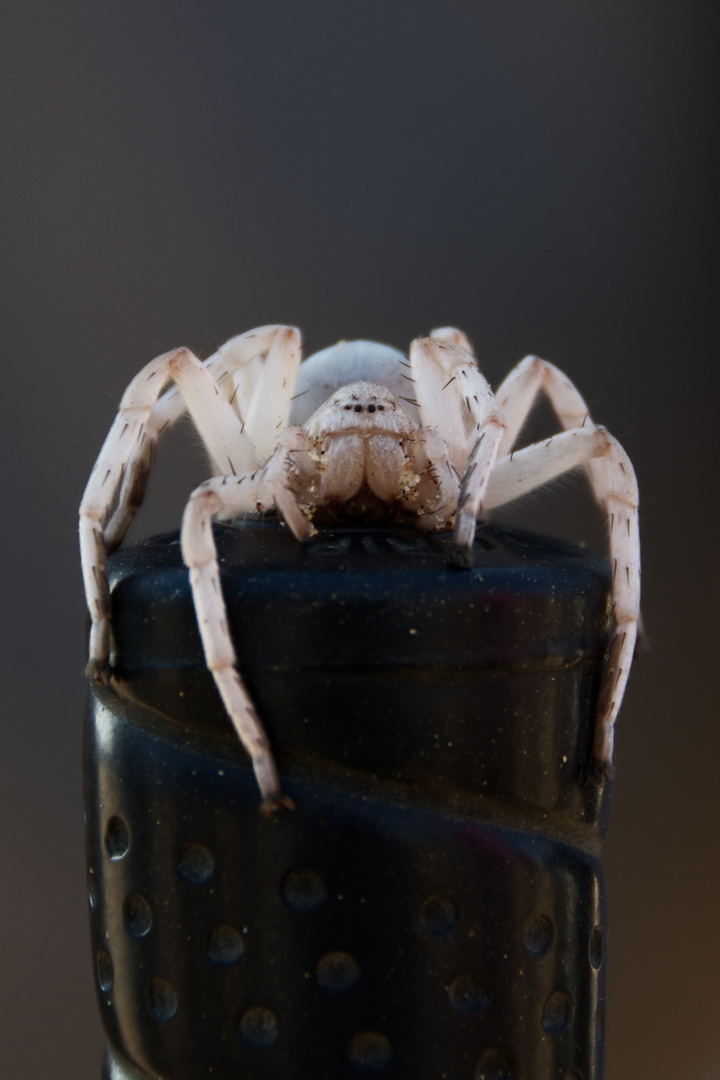 Cartwheeling Spider ("Desert golfing")