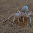 Cartwheeling Spider ("Finger pointing")