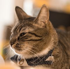 Caruso aus dem Katzencaffee in Berlin