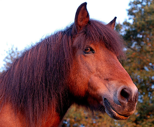 Caruso