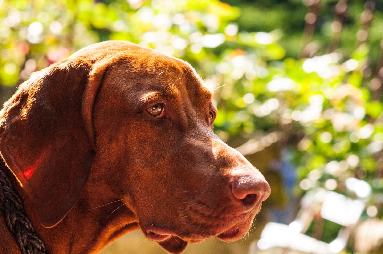 Caruso in der Sonne