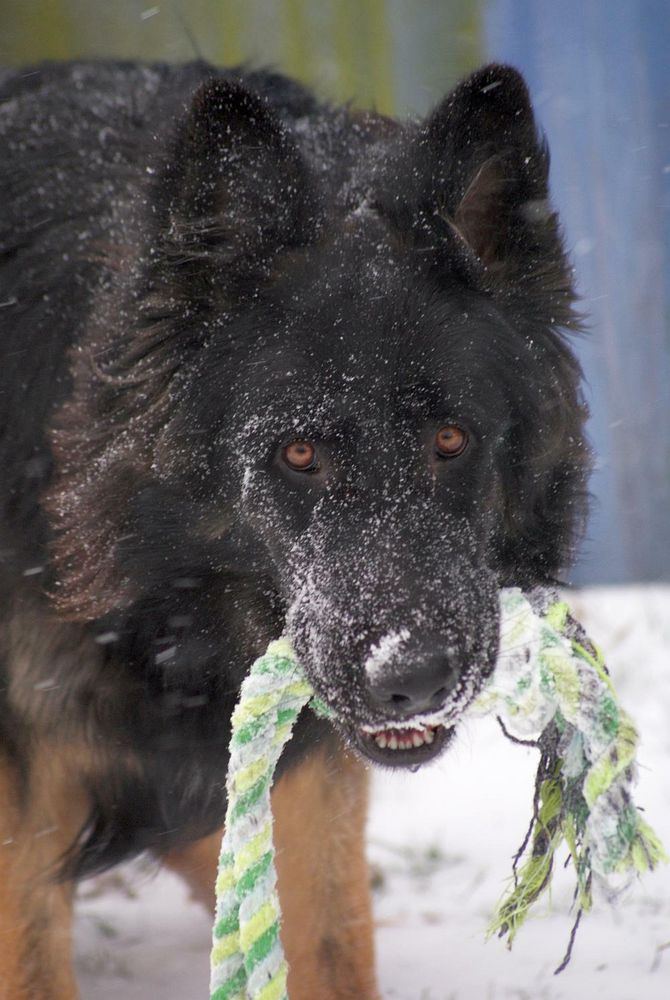 Caruso's erster Schnee