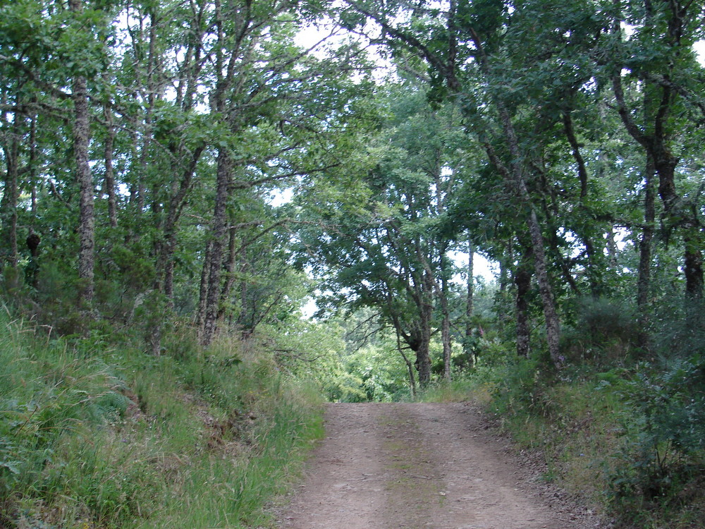 Carvalhos "Quercus Pyrenaica" da minha terra