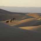 Carvane de dromadaire dans les dunes