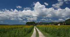 casa con girasole