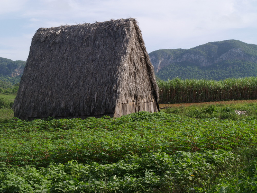 Casa de tabac (Viñales)