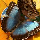 Casa delle farfalle - bordano